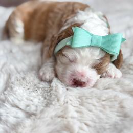 Teal collar - Hedwig - Buff and white female Cockapoo puppy in Mt Bethel, Pennsylvania from Stasia’s Cutiepoos