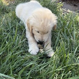 Lavender - Girl - Golden female Golden Retriever puppy in Chico, California from Upper Park Goldens
