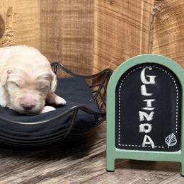 Green collar, female - Apricot female Aussiedoodle puppy in Lavonia, Georgia from H & A Kennels