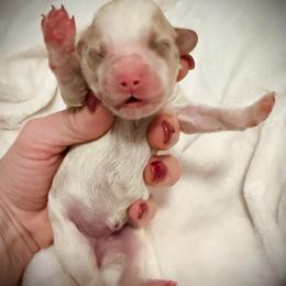 Sleepy - Parti female Goldendoodle puppy in Bradenton, Florida from Christianna’s Mini Goldendoodles