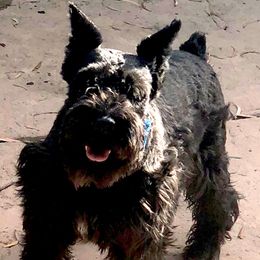 Leo - Miniature Schnauzer