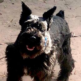 Leo - Miniature Schnauzer
