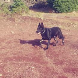 German Shepherd and Great Dane All Grown Up from Gypsy's Forbbiden Dane's/German Shepherd's