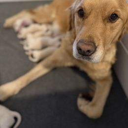 Female puppy pick 2 - Light golden female Golden Retriever puppy in Colville, Washington from Columbia Ridge Goldens