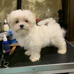 Maltese Puppies from Blossoming Gem's Maltese - North Carolina