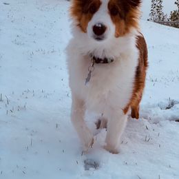 Shetland Sheepdog Puppies from Agee's World of Shelties