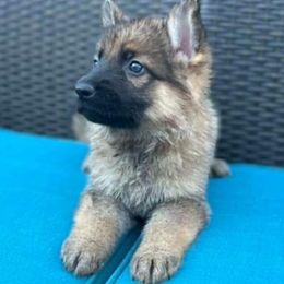 German Shepherds from Shadowolf Shepherds