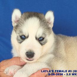 LAYLA'S FEMALE 3 - Gray and white female Siberian Husky puppy in Manilla, Iowa from Bruck's Siberian Huskies