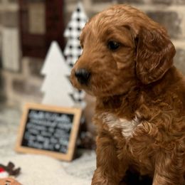 Girl 1 - Red Collar Female - Red  Goldendoodle puppy in Mansfield, Texas from Double H Doodles