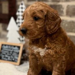 Girl 1 - Red Collar Female - Red  Goldendoodle puppy in Mansfield, Texas from Double H Doodles