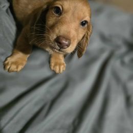 Boy 3 - Red male Dachshund puppy in Jackson's Gap, Alabama from Lake Martin Doxies
