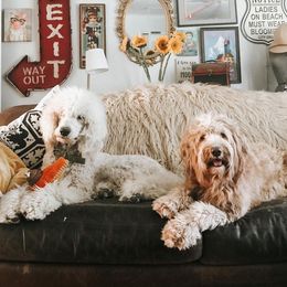 Aussiedoodles, Goldendoodles, and Saint Berdoodles from Pasatiempo Ranch