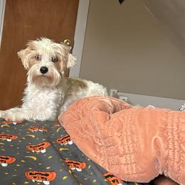 Bunny - Yorkshire Terrier