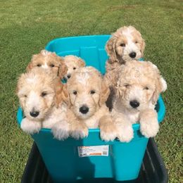 Goldendoodles from Virginia Beach Goldendoodles