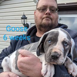 Great Dane Puppies from F&B Kennels