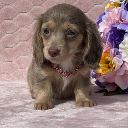 Sapphire - Fawn (isabella) and cream female Dachshund puppy in Lincoln, Arkansas from Red Dirt Dachshunds