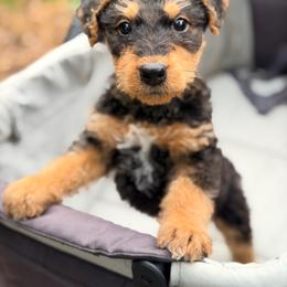 Rusty AKA Baby Boy Brown - Black and tan male Airedale Terrier puppy in Mooresville, North Carolina from Farm 55