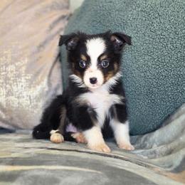 Archer - Black tri male Toy Australian Shepherd puppy in Killen, Alabama from Wilkers Wholehearted Mini Aussies