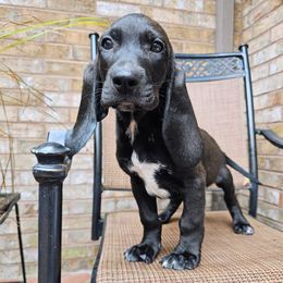 Rusty - Black male Colombian Fino Hound puppy in Kingston, Tennessee from Fino Hounds USA