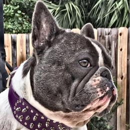 French Bulldog All Grown Up from Hello Frenchies