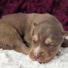 Reed - Red and white male Siberian Husky puppy in Coshocton, Ohio from Wyant Farms