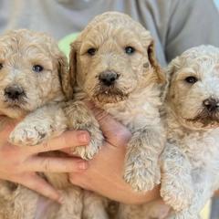 Goldendoodles and Maltipoos from B4 Ranch