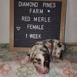 Coral - Red merle female Australian Shepherd puppy in Camp Verde, Arizona from Diamond Pines Farm