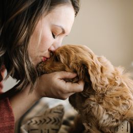 Goldendoodle Puppies from Bountiful Doodles