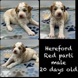 Hereford - Parti male Poodle puppy in Wheatland, California from Sapphire Ridge Poodles