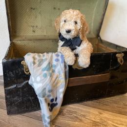 Labradoodle Puppies from Goindoodles