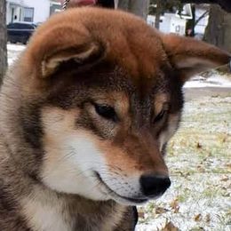 Shiba Inu puppies from Kokuryuu Shibas