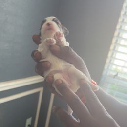 Girl 4 - Chocolate, tan and white female Yorkshire Terrier puppy in Little Elm, Texas from Breedlove Pupps