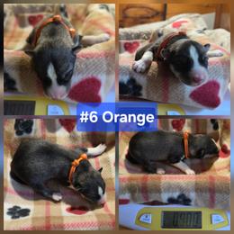 6 Orange - Agouti and white male Siberian Husky puppy in Dane, Wisconsin from Sunny Hurricane Siberians