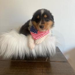 Chuckie Finster - Black white and tan male Collie puppy in Chilhowie, Virginia from Jolly Collies