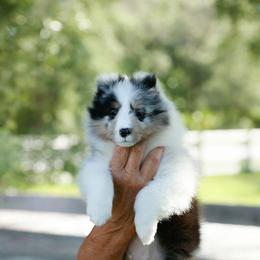 Kenny - Blue merle white and tan male Shetland Sheepdog puppy in Weeki Wachee, Florida from Cathance Shetland Sheepdogs