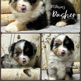 (1) Dasher, BMM - Blue merle male Miniature American Shepherd puppy in Huntington, Texas from JKKJ Farms