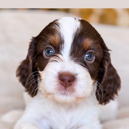 July - Tri-color male Cavapoo puppy in Yuciapa, California from AlltheDoodlez_