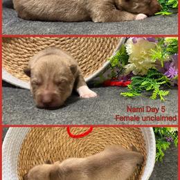 Nami - Red and white female Siberian Husky puppy in Canton, Ohio from Bleu Skies Siberian Huskies