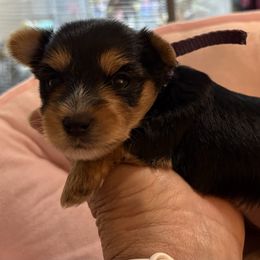 Dolly - Black and gold female Yorkshire Terrier puppy in Phoenix, Arizona from Coursey’s Yorkies