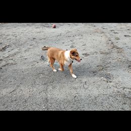 Old Time Scotch Collie Puppies from Hideaway Farm Scotch Collies