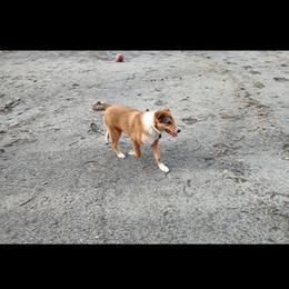 Old Time Scotch Collie Puppies from Hideaway Farm Scotch Collies