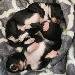 Silken Windhound puppies from Ashley