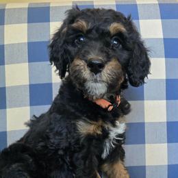 Aggie - Phantom female Bernedoodle puppy in Galt, Missouri from Only Doodles!