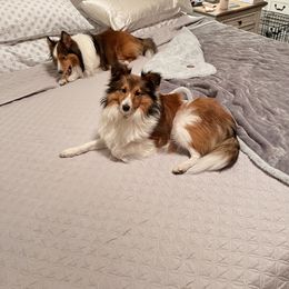 Shetland Sheepdog All Grown Up from Huckleberry Farms Shelties