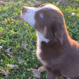 Rio - Red tri-color Miniature American Shepherd puppy in Ruffin, North Carolina from Valkyrie Adventures