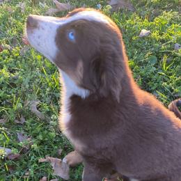 Rio - Red tri-color Miniature American Shepherd puppy in Ruffin, North Carolina from Valkyrie Adventures