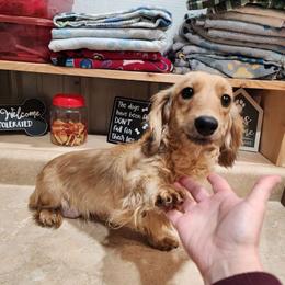 Teeter - Dachshund