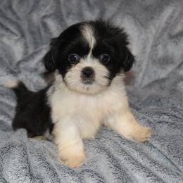 Miles - Black and white male Shih Tzu puppy in Tampa, Florida from Fancy Shih Tzus Florida