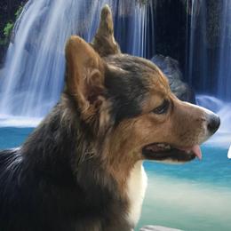 Maggie - Pembroke Welsh Corgi