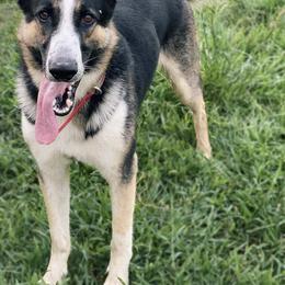 German Shepherd Puppies from K & Q Shepherds